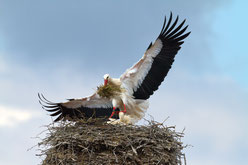 Weissstorch im Nest von Hans Schoenecker - LBV Bildarchiv