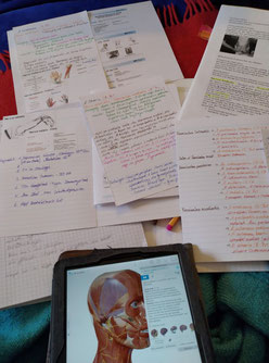 Osteopathie Cranio weiblichkeit Kinesiologie
