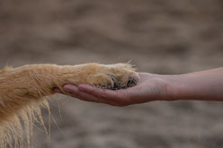 Hier sähe man ein Foto von einer Hundepfote auf einer Menschenhand. 