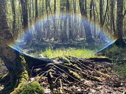 Hier sähe man Lichtreflexe in Regenbogenfarben in einem Wald.