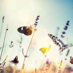 Des papillons qui volent pour symboliser les signes subtils