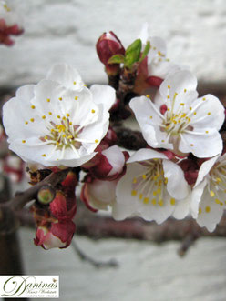 Marillenblüte