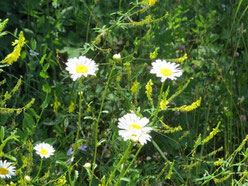 Sommer, Sonne, Leichtigkeit