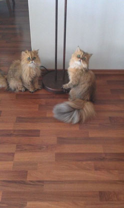 Cosma-Shiva & Candybear