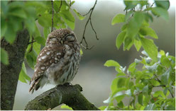 Steinkauz (Athene noctua)