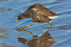 Teichralle (Gallinula chloropus)