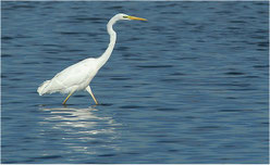 Silberreiher (Egretta alba)