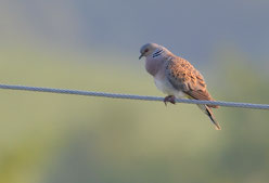 Turteltaube (Streptopelia turtur)