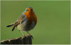 Rotkehlchen (Erithacus rubecula)