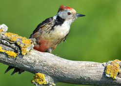 Mittelspecht (Dendrocopus medius)