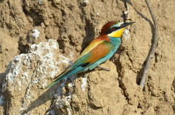 Bienenfresser (Merops apiaster)