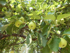 www.kirschgarten-heinsdorf.de