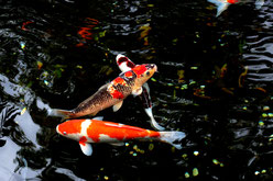 Carpa Koi