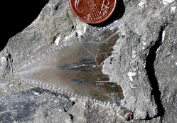 Carcharocles auriculatus aus dem Spirka Mb von Rohrdorf (Photo Heyng 2007)