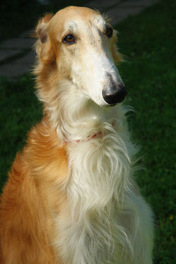 Wikipedia_Anton Sorokoletov_русская псовая борзая (Russian Borzoi)