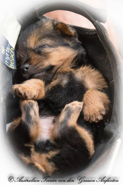  Australian Terrier Welpe Von den Grauen Anfurten schläft