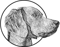 Langhaar Weimaraner vom Schattenwurf