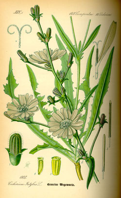 Illustration Wegwarte (Cichorium intybus) - www.BioLib.de