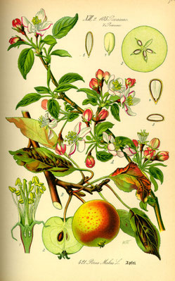 Illustration Apfel (Malus) - www.BioLib.de