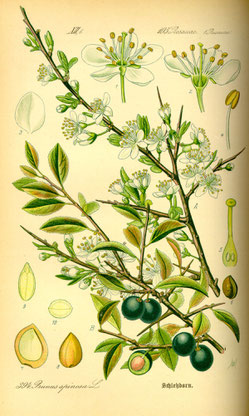 Illustration Schlehe (Prunus spinosa) - www.BioLib.de