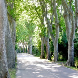 Platanenallee
