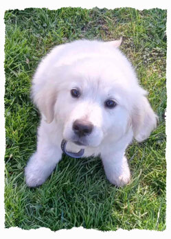 Chiot Golden Retriever à l'école pour chiots à Dax