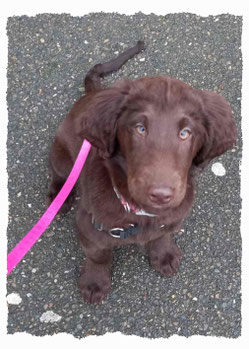 Chiot Flat Coated Retriever à l'école pour chiots à Dax