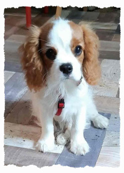 Chiot Cavalier King Charles à l'école pour chiots à Dax