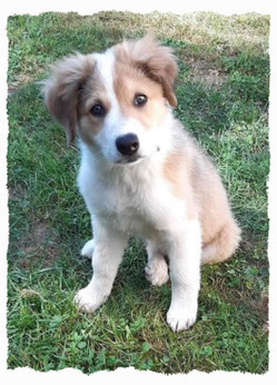 Chiot Border Collie à l'école pour chiots à Dax