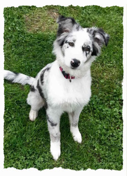 Chiot Border Collie à l'école pour chiots à Dax