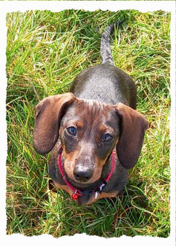 Chiot Teckel à l'école pour chiots à Dax