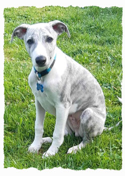 Chiot Whippet à l'école pour chiots à Dax