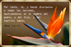 foto con verso mateo 28:19