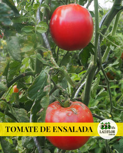 TOMATES DE ENSALADA - SEMILLEROS Y HORTALIZAS EN TENERIFE 