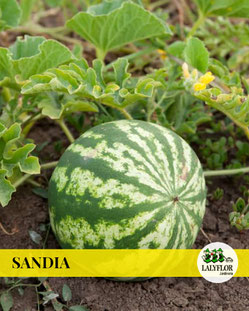 SANDIA - SEMILLEROS Y HORTALIZAS EN TENERIFE 