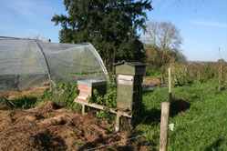 mes 2 ruches en novembre 2024