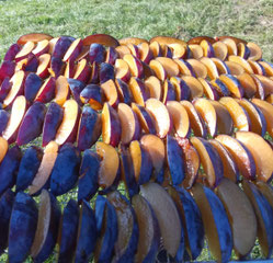 Séchage de quartiers de questches