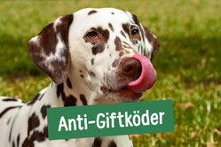 Hund schleckt sich über seine Nase beim Anti Giftköder Training in Hamburg Altona