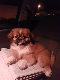 Barney, Pekingnese-Malteser-Shih tzu