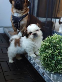 Bailey, Mix aus Pekinese, Shih tzu, Mops, Malteser 