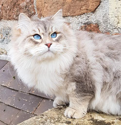 chat sibérien Nice