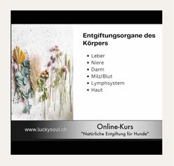 Lucky Soul: Folien Entgiftungsorgane