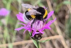 Hummel an einer Blume