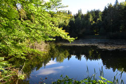 Singerweiher © Swanti Bräsecke-Bartsch