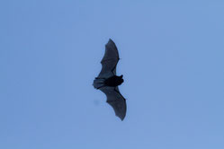 fliegende Zwergfledermaus vor blauem Himmel