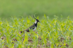 Ein männlicher Kiebitz im Maisfeld