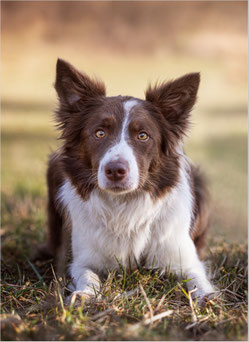 Quince tree border collies best sale