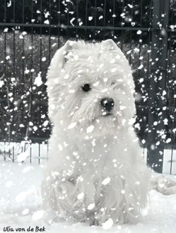 Westies von de Bek