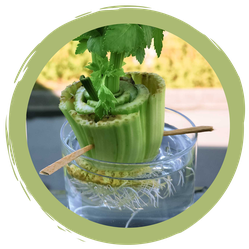 Regrowing: Pflanzen aus Resten ziehen