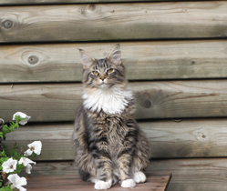 Dit is Joep in 2010. Hij was een inspiratiebron om verhalen te schrijven over katten (en over hem natuurlijk).